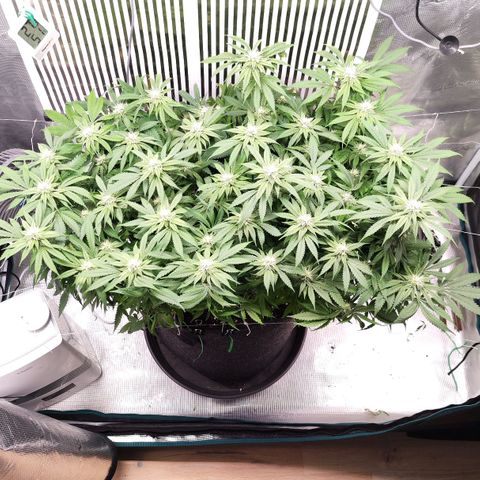 Test mainlining  growlog timeline photo