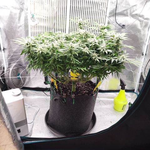 Test mainlining  growlog timeline photo