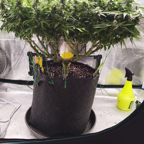 Test mainlining  growlog timeline photo