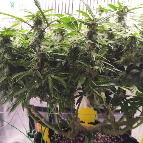 Test mainlining  growlog timeline photo