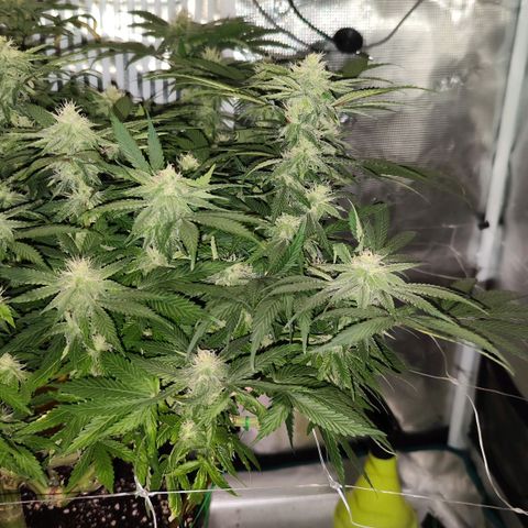 Test mainlining  growlog timeline photo