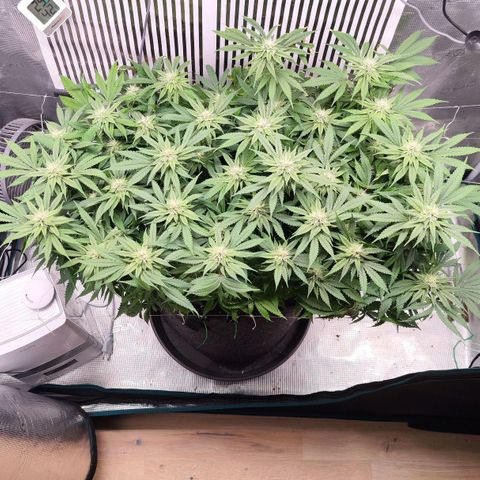Test mainlining  growlog timeline photo