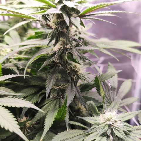Test mainlining  growlog timeline photo