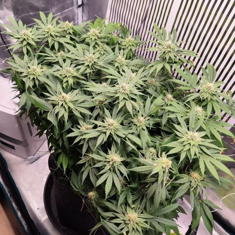 Test mainlining  growlog timeline photo