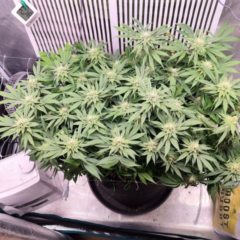 Test mainlining  growlog timeline photo