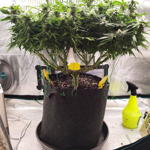 Test mainlining  growlog timeline photo
