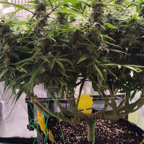 Test mainlining  growlog timeline photo