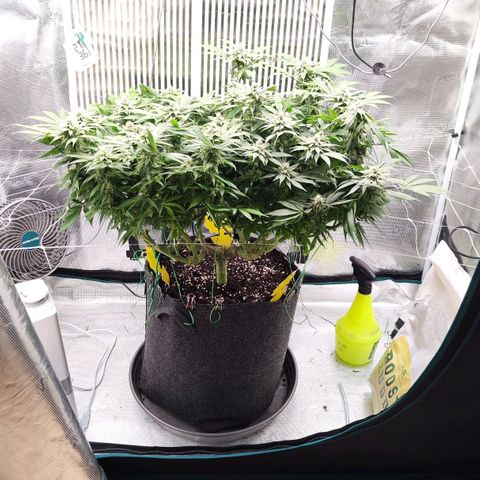 Test mainlining  growlog timeline photo