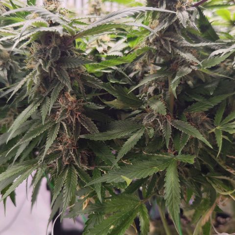 Test mainlining  growlog timeline photo