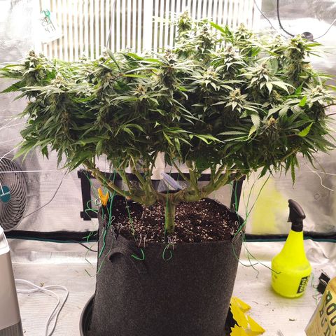 Test mainlining  growlog timeline photo