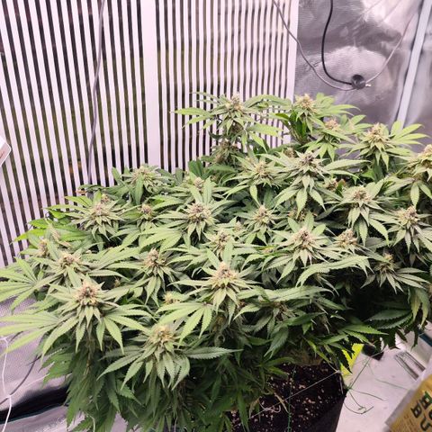 Test mainlining  growlog timeline photo