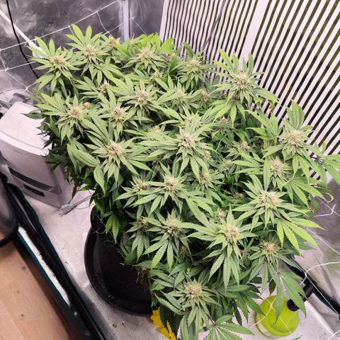 Test mainlining  growlog timeline photo
