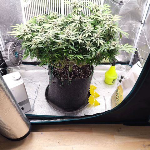 Test mainlining  growlog timeline photo