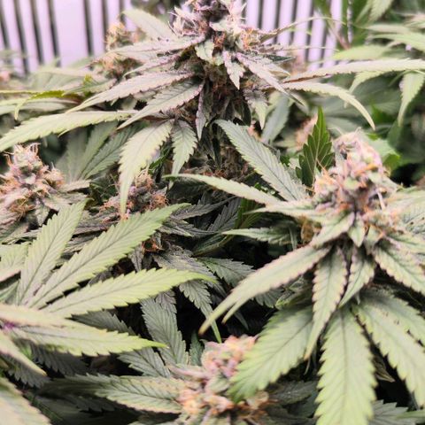 Test mainlining  growlog timeline photo