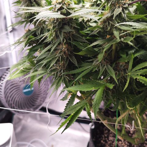Test mainlining  growlog timeline photo