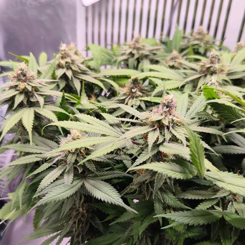 Test mainlining  growlog timeline photo
