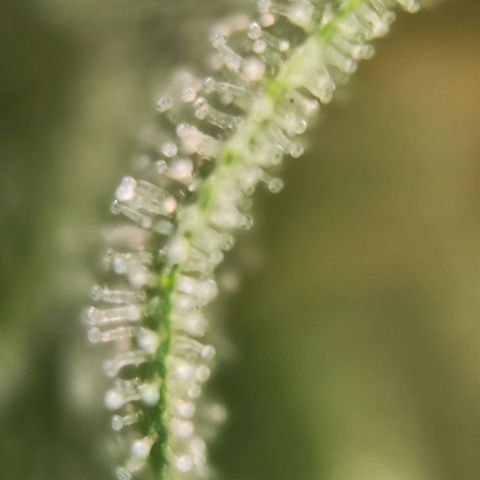 Test mainlining  growlog timeline photo