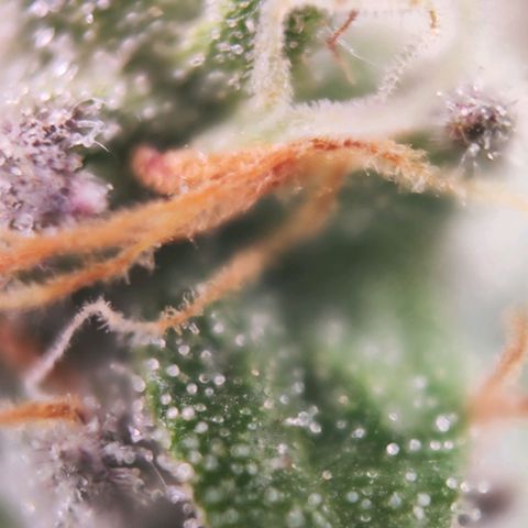 Test mainlining  growlog timeline photo