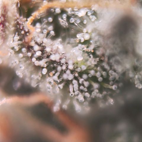 Test mainlining  growlog timeline photo