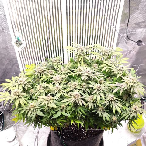 Test mainlining  growlog timeline photo