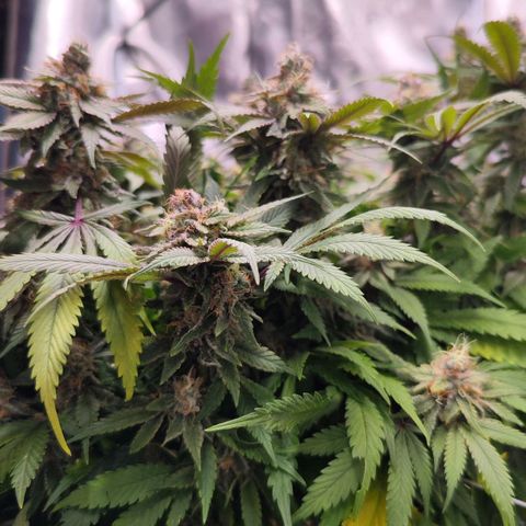 Test mainlining  growlog timeline photo