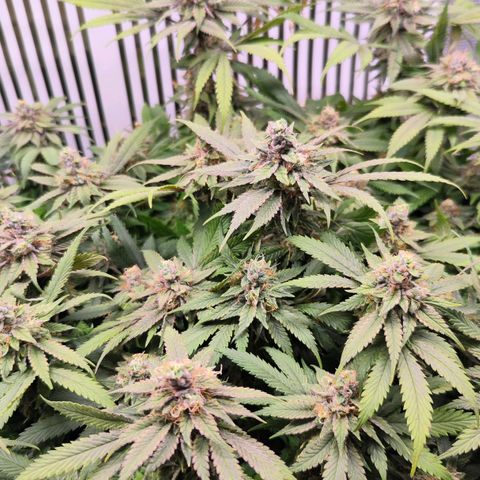 Test mainlining  growlog timeline photo