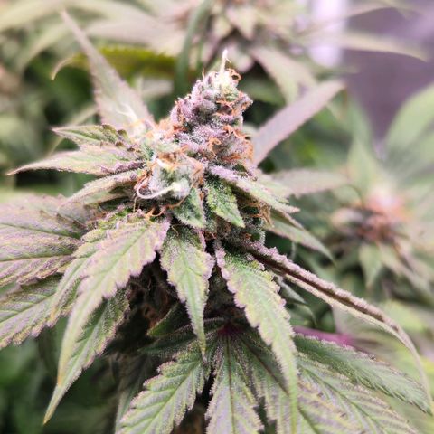 Test mainlining  growlog timeline photo