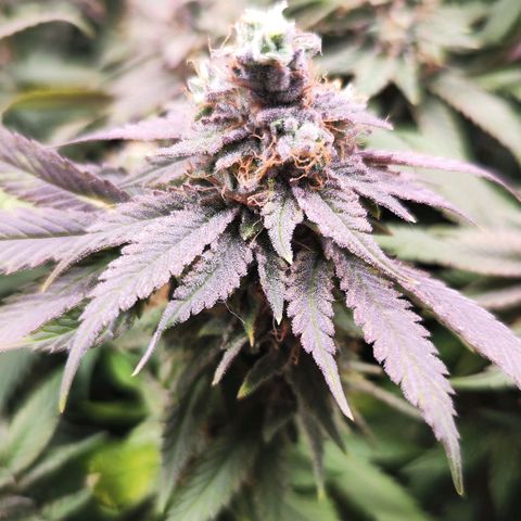 Test mainlining  growlog timeline photo