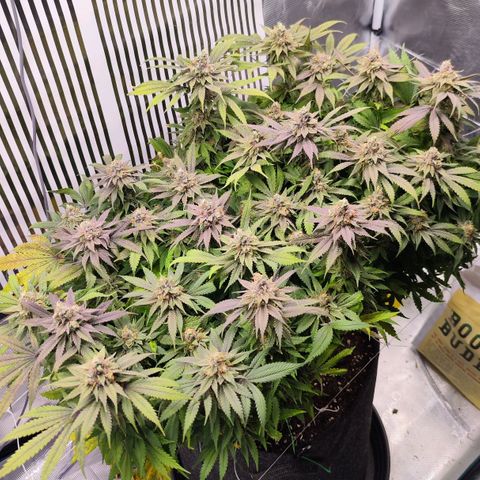 Test mainlining  growlog timeline photo