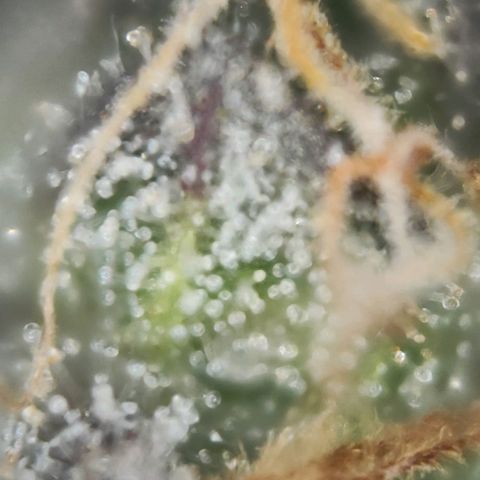 Test mainlining  growlog timeline photo