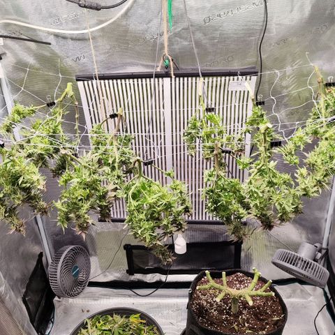 Test mainlining  growlog timeline photo