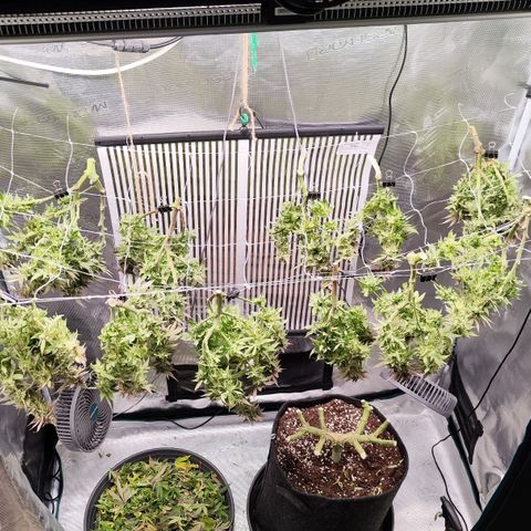 Test mainlining  growlog timeline photo