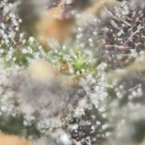 Test mainlining  growlog timeline photo