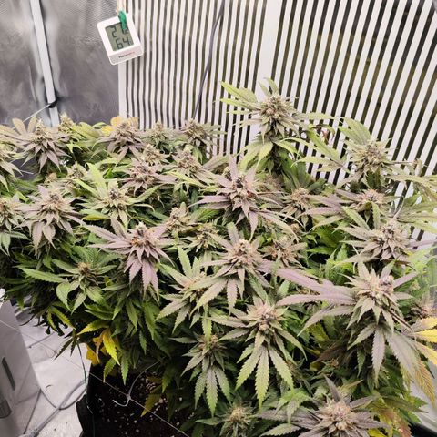 Test mainlining  growlog timeline photo
