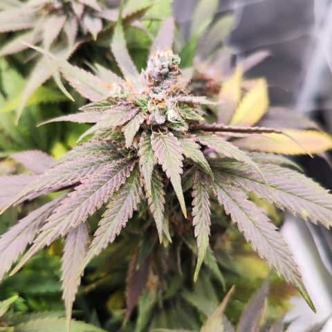 Test mainlining  growlog timeline photo