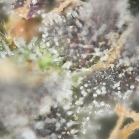 Test mainlining  growlog timeline photo