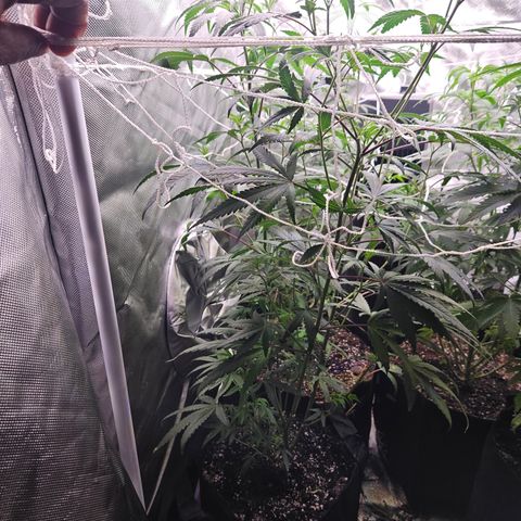 Blueberry Bella  growlog photo: Clone 