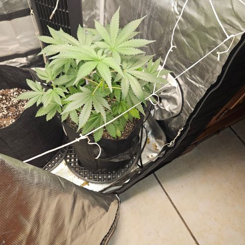 Blueberry Bella  growlog timeline photo
