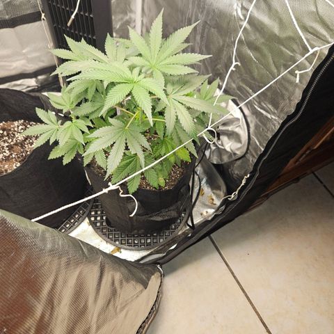 Blueberry Bella  growlog timeline photo