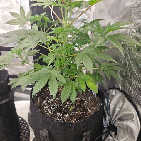 Blueberry Bella  growlog timeline photo