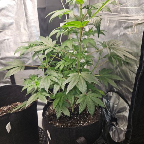 Blueberry Bella  growlog timeline photo
