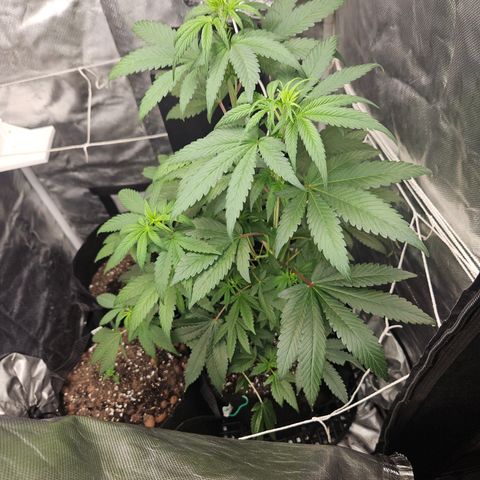 Blueberry Bella  growlog timeline photo