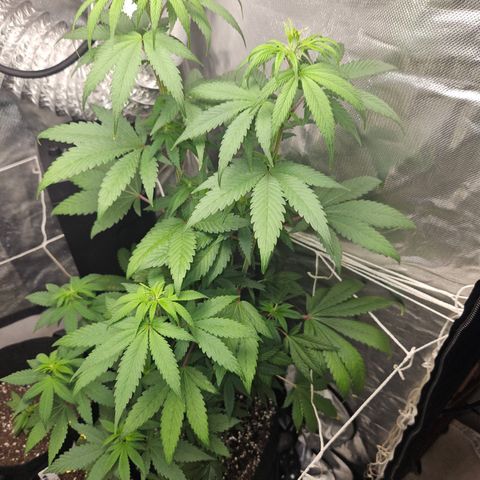 Blueberry Bella  growlog timeline photo
