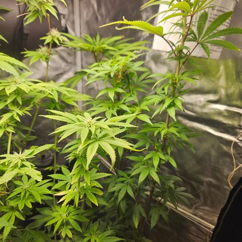 Blueberry Bella  growlog photo: Week 1 of flower 