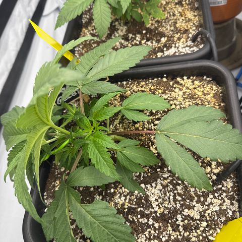 Cookies Gelato #2 growlog photo: Topping und LST