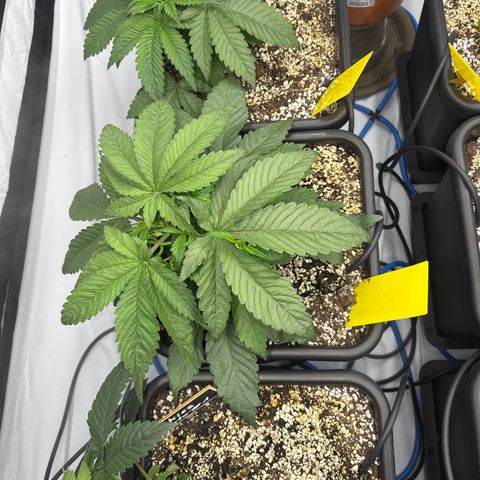 Cookies Gelato #2 growlog timeline photo