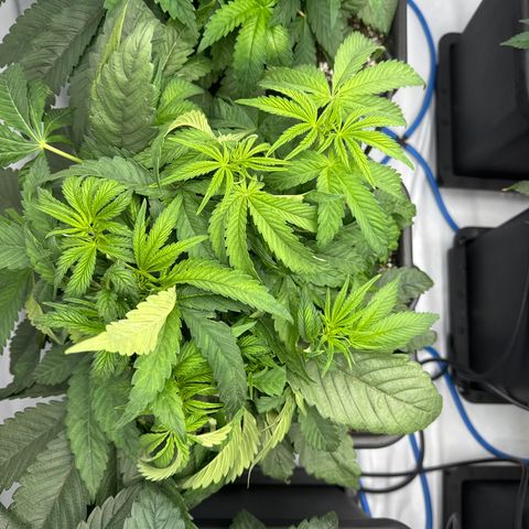 Cookies Gelato #2 growlog photo: aufhellung der blätter entdeckt 