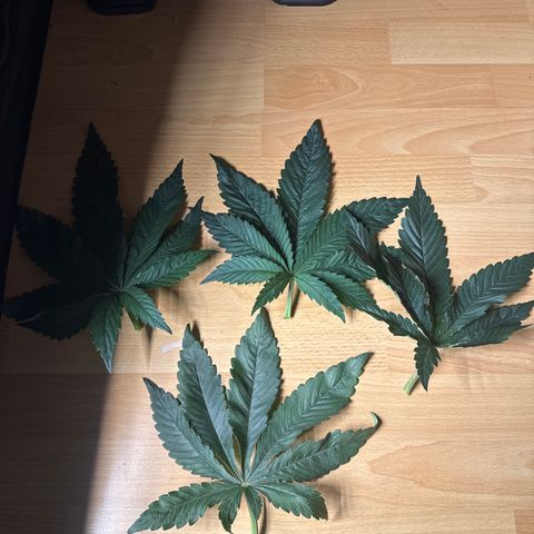 Cookies Gelato #2 growlog photo: entlaubung