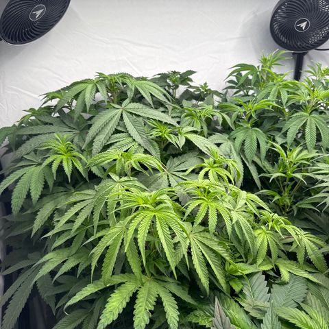 Cookies Gelato #2 growlog photo: vor entlaubung 