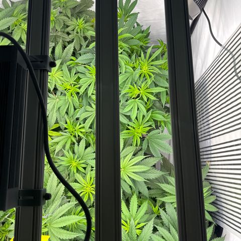Cookies Gelato #2 growlog photo: vor entlaubung 